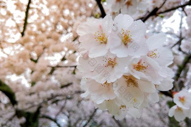 美丽的樱花满的盛开的在指已提到的人季节