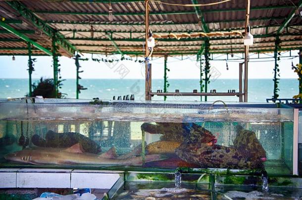 柜台越南人咖啡馆和养鱼缸和鱼