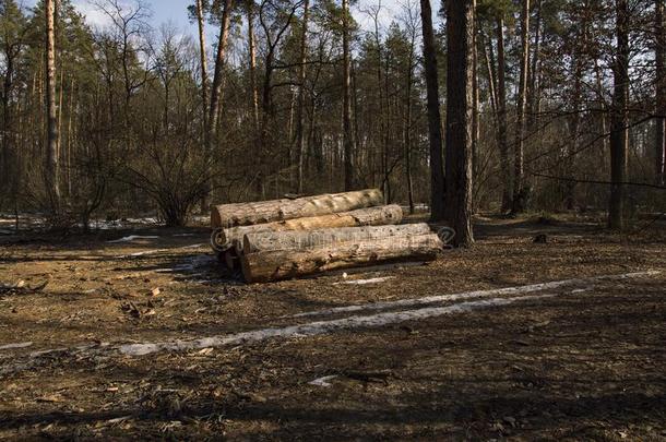 练习用球瓶关于树堆积采用一l一rge桩一fterdeforest一tion