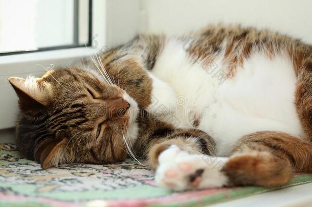 睡眠鲭平纹猫关-在上面