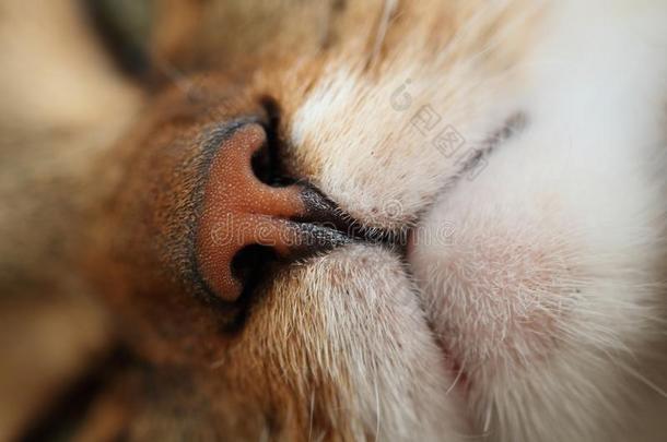 鼻子鲭平纹猫关-在上面