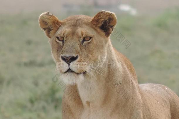 非洲的狮子采用SerengetiPlainsof坦桑尼亚坦桑尼亚的塞伦盖蒂平原国家的公园,坦桑尼亚