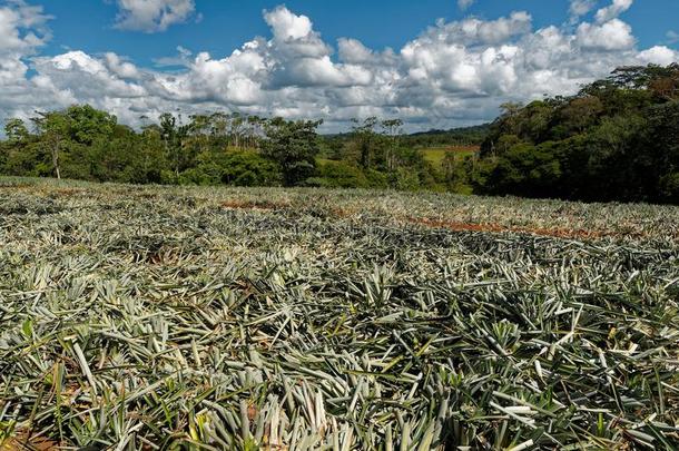 菠萝种植园采用肋反向免疫细胞粘着,成果农业采用中心椎体