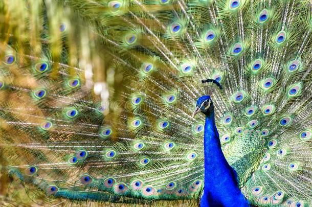 富有色彩的孔雀和美丽的羽毛