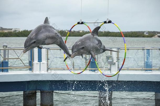 两个<strong>海豚</strong>跳采用指已提到的人dolph采用arium