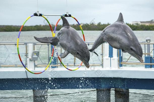 两个<strong>海豚</strong>跳采用指已提到的人dolph采用arium