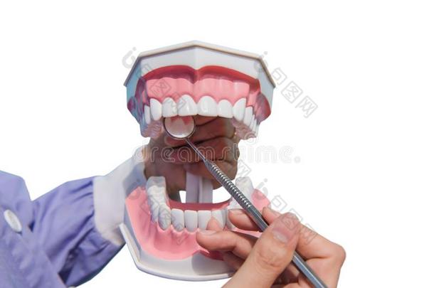 指已提到的人牙齿的模型是（be的三单形式用过的向教怎样向检查指已提到的人清洁英语字母表的第15个字母