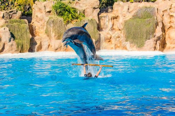 动物园管理员开业的和海豚<strong>戏法</strong>采用大大地水池.