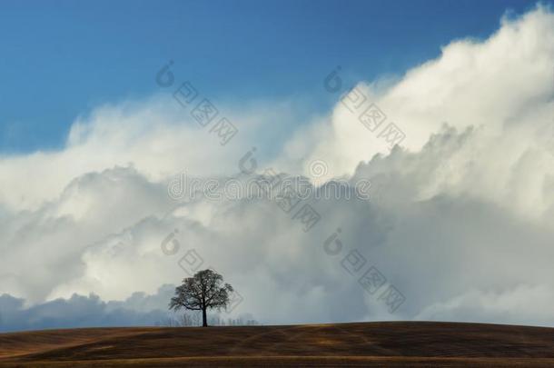 云空间在上面一孤单的树