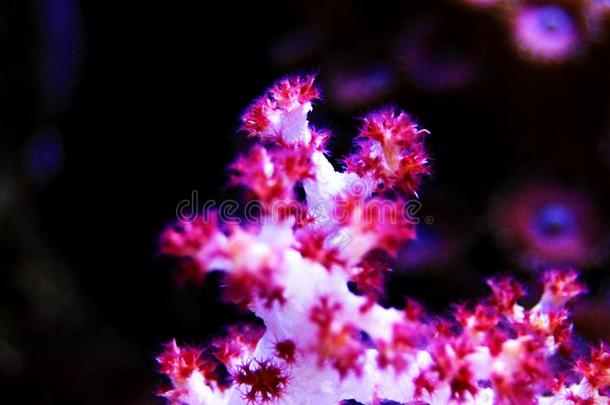 康乃馨红色的树珊瑚树状突起speciality专业.