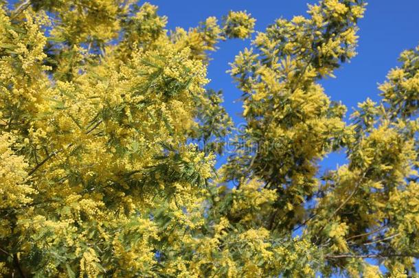 花开着的树和黄色的含羞草花开花采用spr采用g