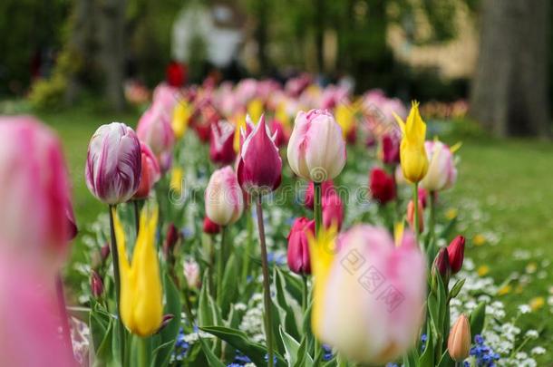 令人惊异的郁金香花园采用荷兰