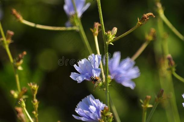 花菊苣菊苣属内特布斯