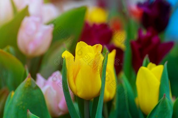 明亮的郁金香黄色的花向新鲜的春季和煦的：照到阳光的一天