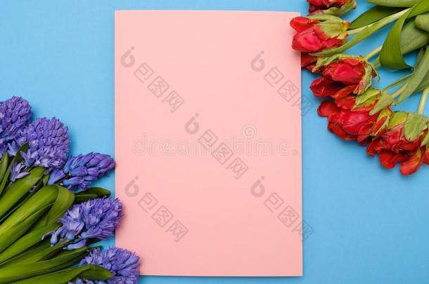 红色的郁金香和蓝色风信子花同样地现在的卡片向一科洛尔