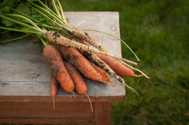 胡萝卜和欧洲防风草,第一春季夏农作物.健康的食物,Gobon蓬