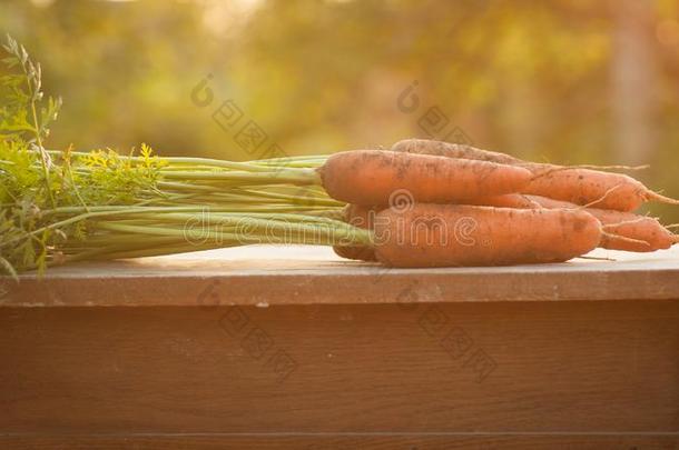 胡萝卜,第一春季夏农作物.健康的食物,园艺