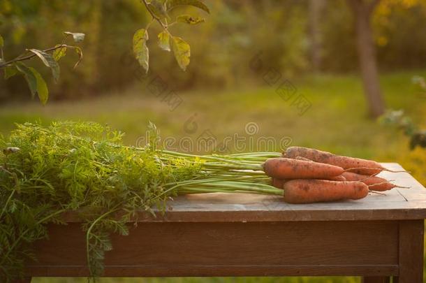胡萝卜,第一春季夏农作物.健康的食物,园艺