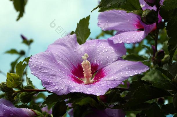 水珠小滴向令人晕倒的粉红色的和紫色的花