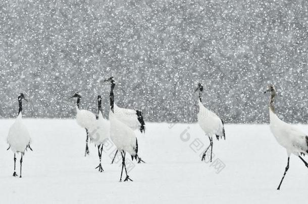 日本人鹤采用下雪.指已提到的人红色的-有王冠的吊车.科学的英语字母表的第14个字母