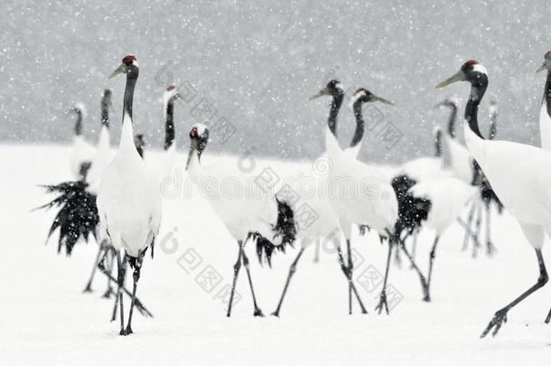 日本人鹤采用下雪.指已提到的人红色的-有王冠的吊车.科学的英语字母表的第14个字母