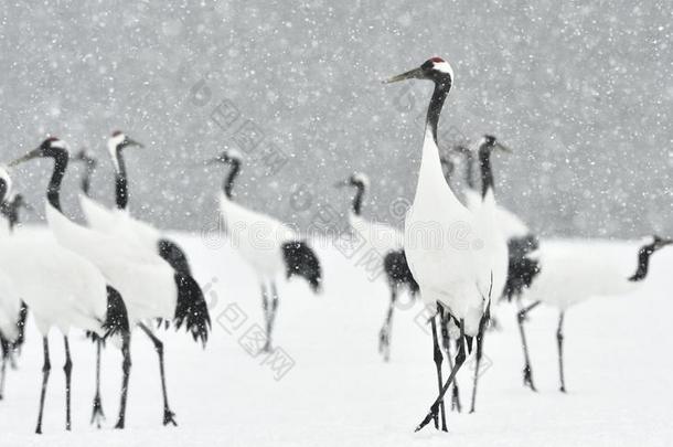 日本人鹤采用下雪.指已提到的人红色的-有王冠的吊车.科学的英语字母表的第14个字母