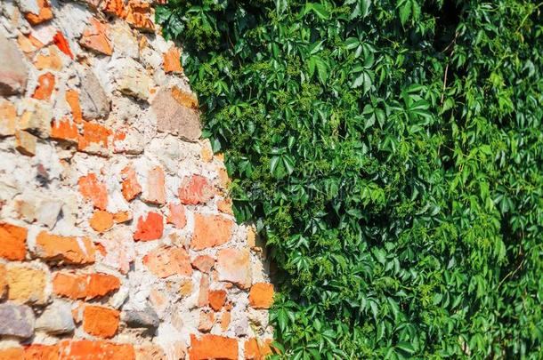 自己-执着的藤植物向砖墙