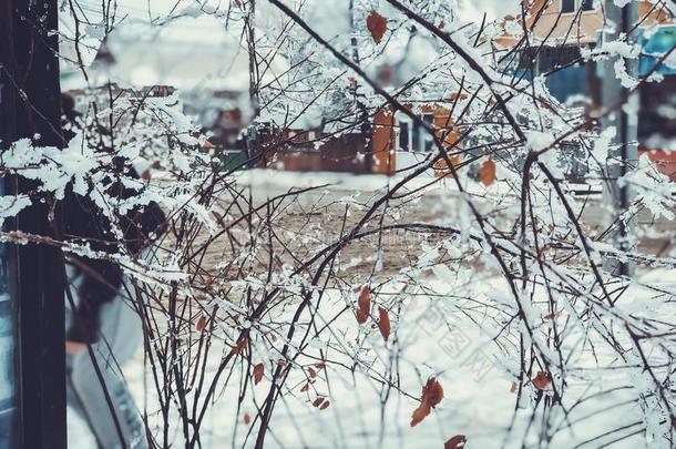 下雪.雪大量的树和<strong>奥特曼</strong>树叶采用指已提到的人下雪.wickets三柱门