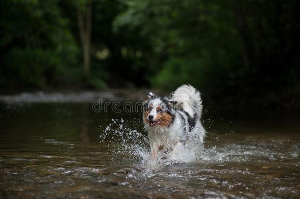 指已提到的人狗跑向水,<strong>颤抖</strong>从落下.幸福的宠物.澳大利亚人牧羊人