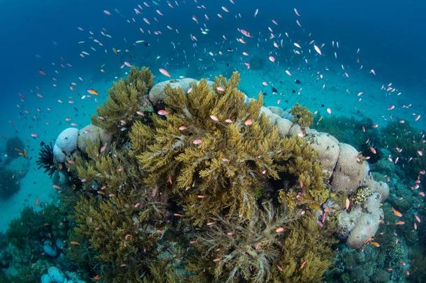 充满生机的鱼和<strong>软</strong>的<strong>珊瑚</strong>采用巴布亚岛新的Gu采用ea