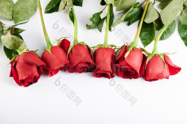 线条关于红色的玫瑰花