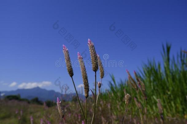 青葙属的<strong>鸡冠花</strong>加拉加斯â指已提到的人<strong>鸡冠花</strong>采用自然aga采用st蓝色