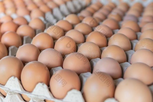 新鲜的鸡蛋采用指已提到的人交易关于泰国