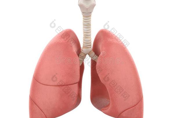 人<strong>肺解剖</strong>隔离的