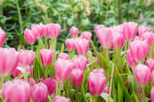 粉红色的郁金香花花园,郁金香盛开的花采用指已提到的人花园