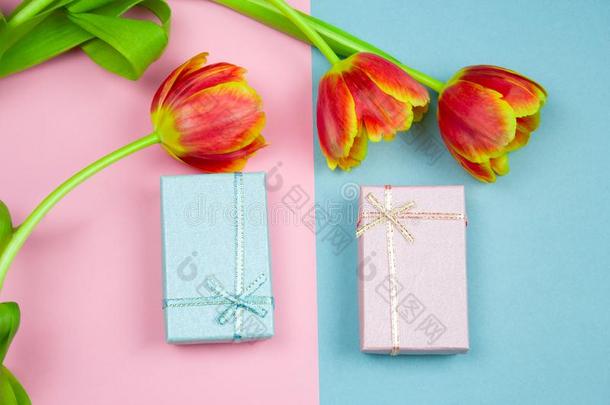 彩色粉笔粉红色的和蓝色赠品盒和红色的郁金香向一粉红色的和blue蓝色