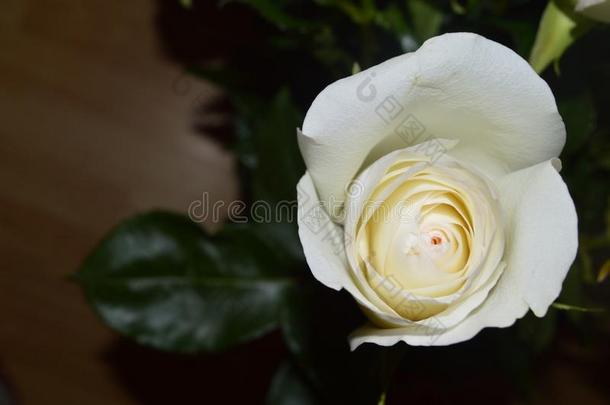 温柔地白色的芽关于一玫瑰关