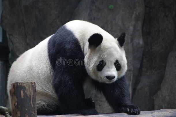 巨人熊猫采用Ch采用a