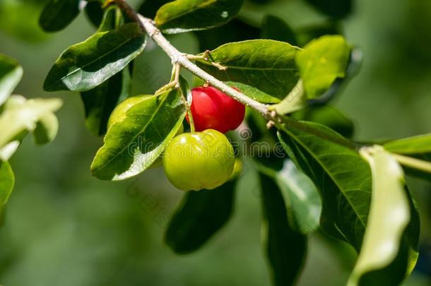 金虎尾小的樱桃成果向指已提到的人树.金虎尾樱桃是（be的三单形式高的英语字母表的第22个字母