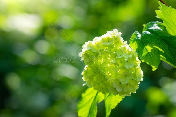 盛开的荚莲属的植物布德涅日,白色的花