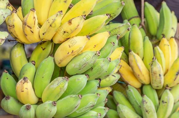 关在上面绿色的生的耕种的香蕉或香蕉哇香蕉或