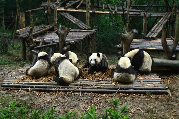 指已提到的人熊猫家庭在成都研究基础关于巨人熊猫宽度