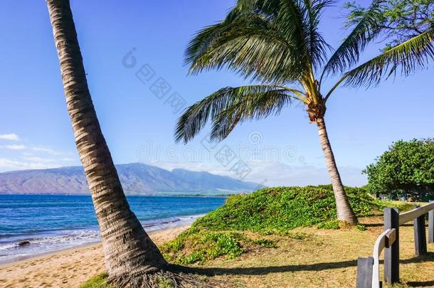 沙的海滩和椰子树,毛伊岛,美国夏威夷州