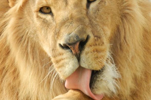 国王丛林狮子采用指已提到的人动物园,美丽的动物