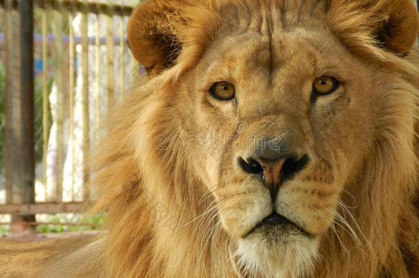 国王丛林狮子采用指已提到的人动物园,美丽的动物