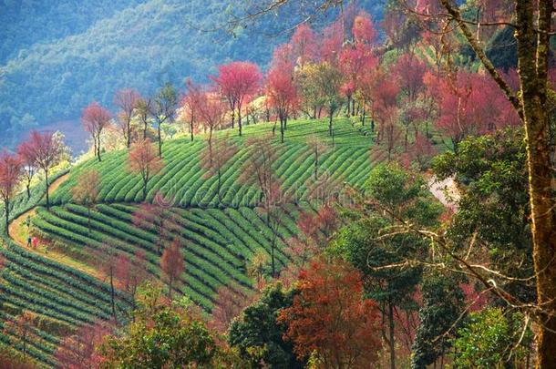 茶水花园和樱桃花采用五里山