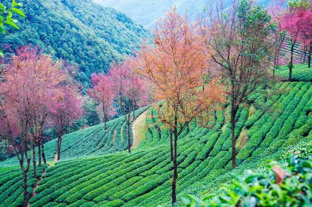 茶水花园和樱桃花采用五里山