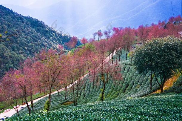 茶水花园和樱桃花采用五里山