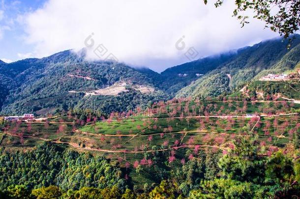 茶水花园和樱桃花采用五里山