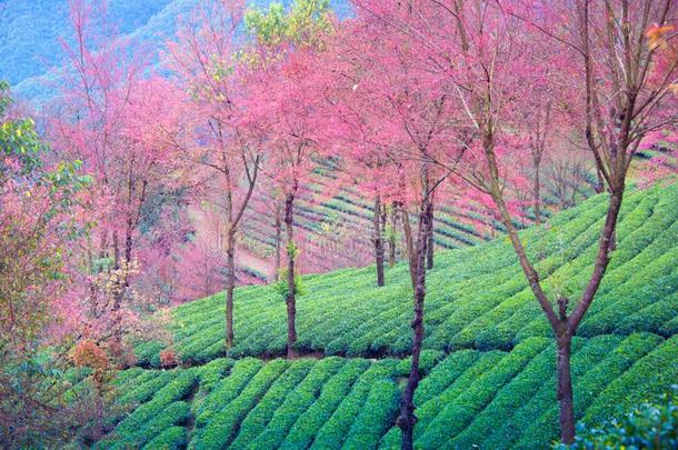 茶水花园和樱桃花采用五里山